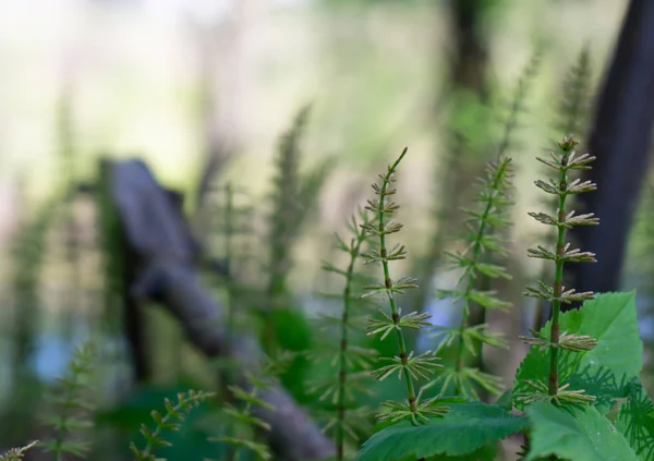 Jungpflanzen Und Blätter Frühjahrswald — Stockfoto