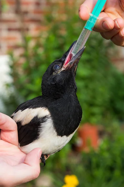 Tame Magpie Pica Pica Sitting Human Hand Gets Life Saving Royalty Free Stock Photos