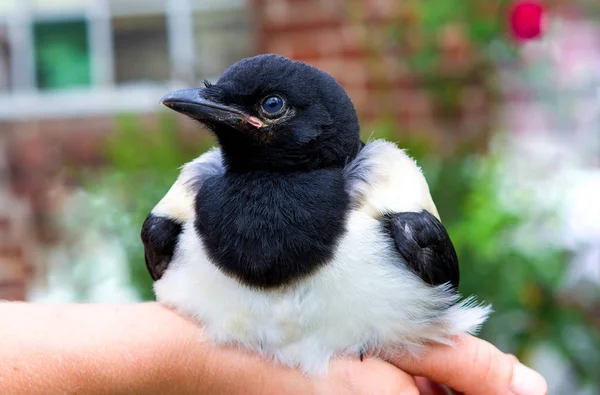 飼いならされた赤ちゃんカササギまたはパイカ パイカ リラックスした人間の手のクローズ アップ ストックフォト