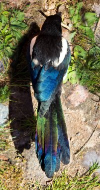 Beautiful colored feather of a Magpie, shows his beauty of an usual black bird in the evening sun. clipart
