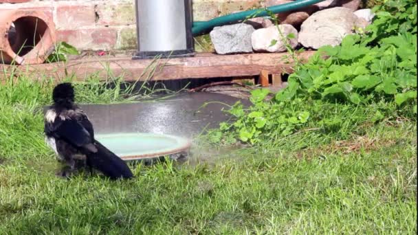 Young Magpie Depends Craw Family Takes Bath Garden Shower Aexuberant — Stockvideo