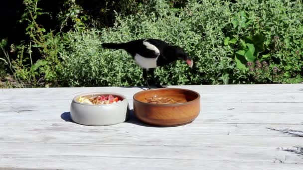 Zwei Hungrige Elstern Essen Auf Einem Gartentisch — Stockvideo