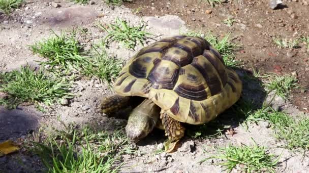 Fife Yıl Yaşlı Verry Yunan Kaplumbağa Veya Hermanns Kaplumbağa Taş — Stok video