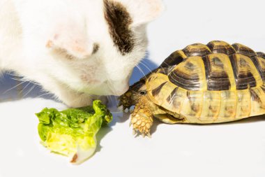 Cat and Turtle get friends.Inquisitive Tomcat gives a Turtle a kiiss. clipart