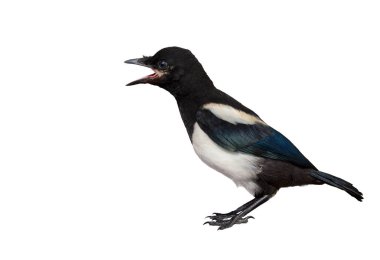 Beyaz arka plan üzerinde sürpriz Magpie bağırıyor.