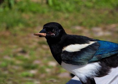 Bir Avrasya Magpie veya pika pika onun gagasında bazı lezzetli eti vardır.