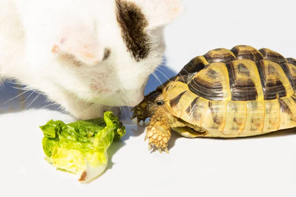 Katze Und Schildkröte Werden Befreundet Neugieriger Kater Gibt Schildkröte Kiiss lizenzfreie Stockbilder