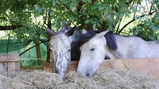 Atmospheric Video Jears Old Years Young Horse Eating Together Grass — Stock Video
