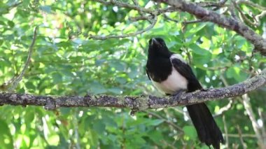 Genç Magpie veya pika pika bir ağaçta oturuyor.