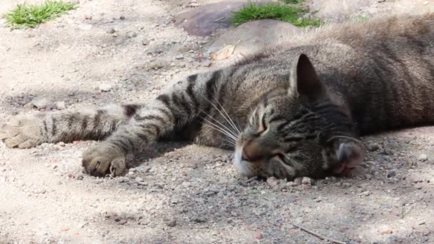 Tembel Kedi Camara Izliyor — Stok video