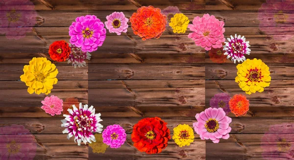 Colorful Zinia blossoms on wood in a circle, with copy space.