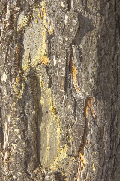 Pine Bark Ett Vackert Fragment Skalet Ett Träd — Stockfoto