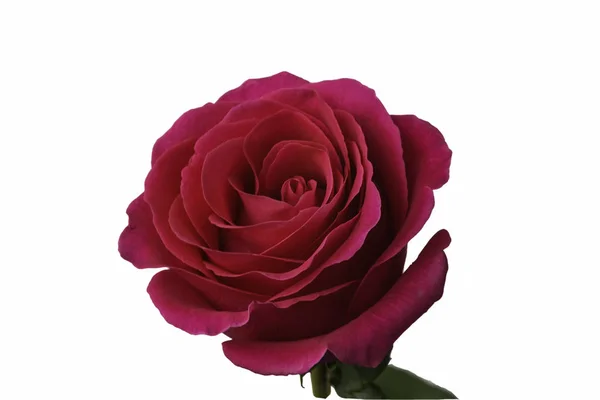 Piękna czerwona róża, wyizolowany obiekt na białym tle — Zdjęcie stockowe