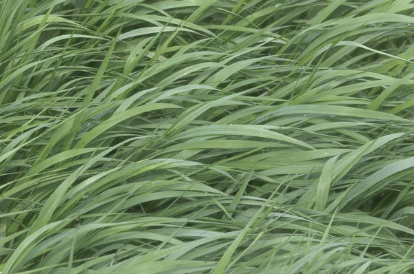 alan arka planda taze sulu yeşil çimen