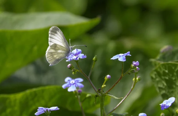 gri kelebek küçük bir mor çiçek üzerinde oturuyor