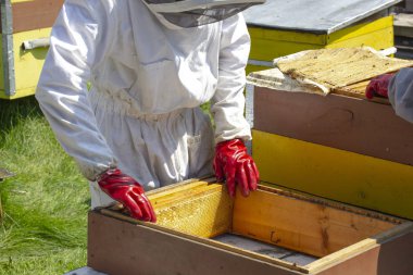 arıcılar özel koruyucu giysiler içinde kovanları ile apiaries üzerinde çalışmak