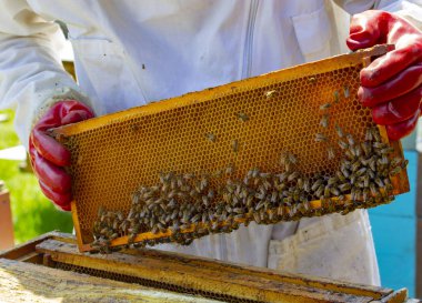 arıcılar özel koruyucu giysiler içinde kovanları ile apiaries üzerinde çalışmak