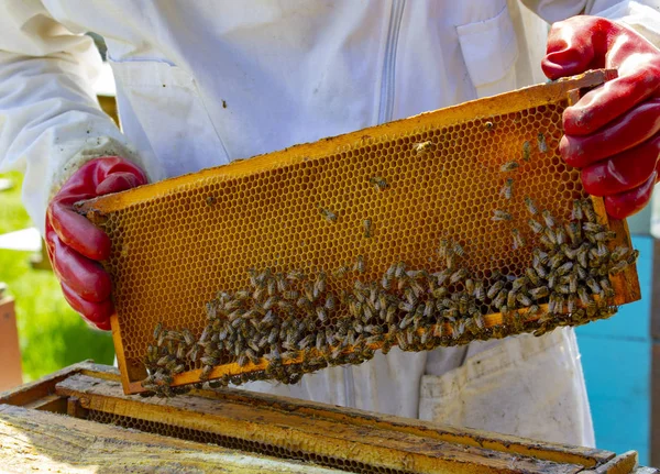 arıcılar özel koruyucu giysiler içinde kovanları ile apiaries üzerinde çalışmak