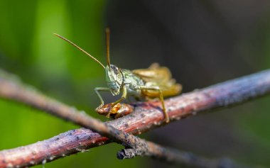 fotoğraf makro güzel kahverengi-yeşil çekirge bir şube üzerinde oturan