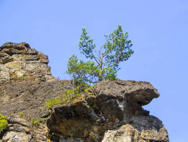 Lonely small pine grows on a rocky cliff — Stock Photo, Image