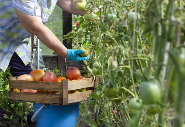 Yaşlı bir kadın bahçesinde olgun büyük kırmızı domates toplar