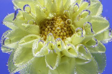 hava kabarcıkları ile kaplı su altında güzel sarı çiçek astra