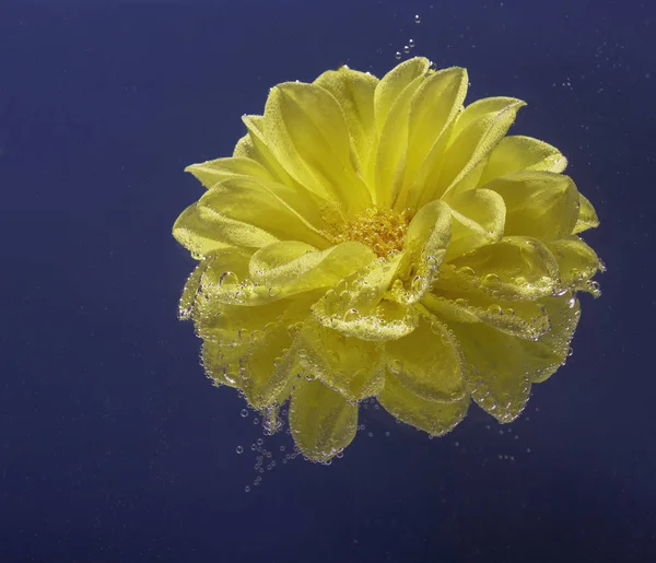 hava kabarcıkları ile kaplı su altında güzel sarı çiçek astra
