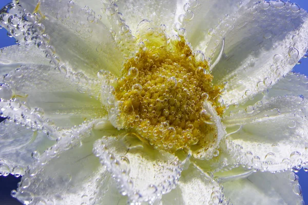 Delicada flor crisântemo branco sob a água, tudo coberto de bolhas Imagem De Stock