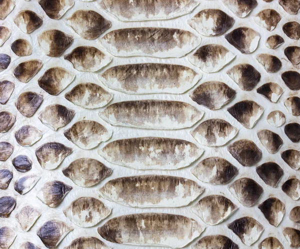 güzel doğal tabaklanmış deri reticulated Python arka plan