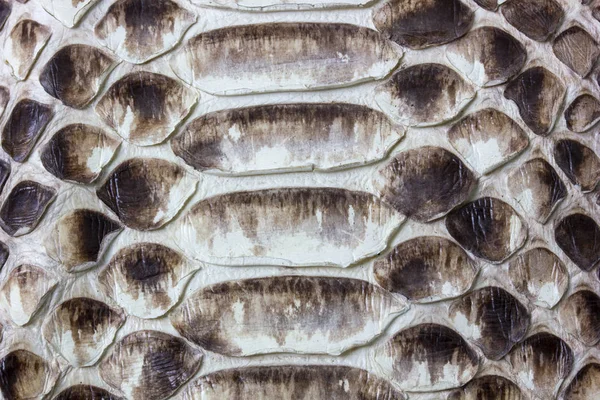 güzel doğal tabaklanmış deri reticulated Python arka plan