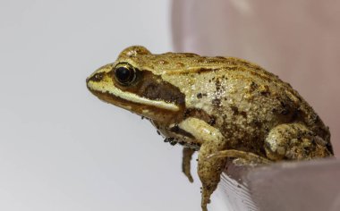 bir çiçek yaprağı üzerinde oturur küçük bir kurbağa makrofotoğrafçılık
