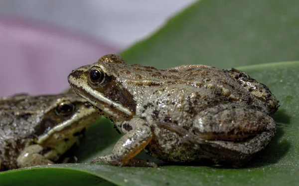 Macrofotografía de una pequeña rana que se asienta sobre un pétalo de flor Imágenes de stock libres de derechos