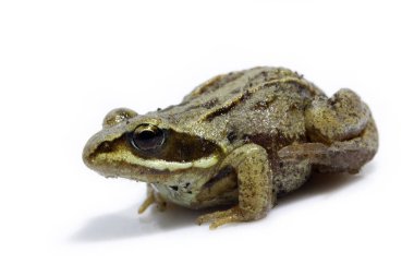 beyaz bir arka plan üzerinde oturur Sibirya kahverengi gri kurbağa izole