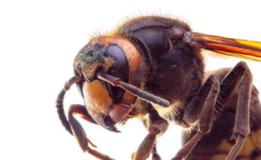 Beyaz arkaplanda bir eşek arısı böceğinin makro görüntüsü