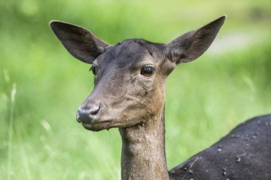 portrait of the beautiful deer in the forest in the summer