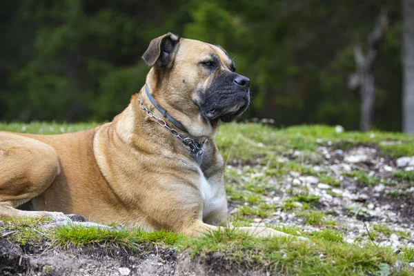 Alan Der Hund Statuarischer Pose — Stockfoto