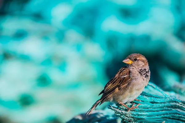 Vogelporträt Aus Oslo Norwegen Stockfoto