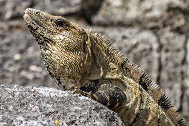 Messico 'da Primo Piyano İguana