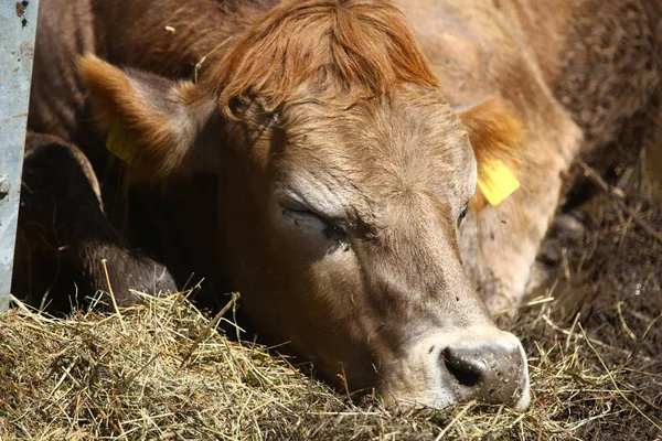 Una Vaca Cansada Durmiendo Bien Imagen de stock