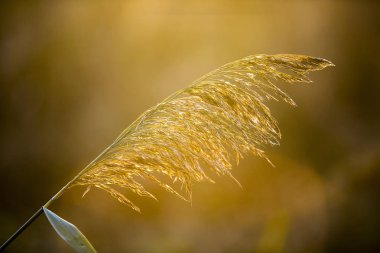 Güneş ışını altında güzel doğa