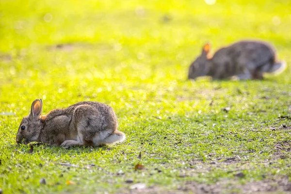 Kaninchen Bokeh Sonnigem Tag — Stockfoto