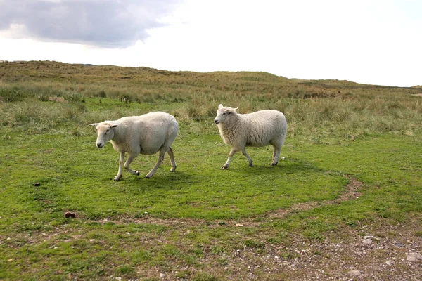 Two Sheep Play Chasing Each Other — Stock Photo, Image