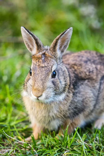 Porträt Eines Kaninchens Der Natur Stockbild