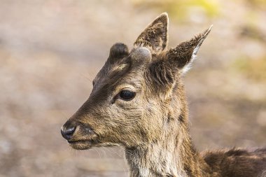 Genç bir geyiğin portresi