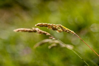 Vahşi doğada yeşil bitki