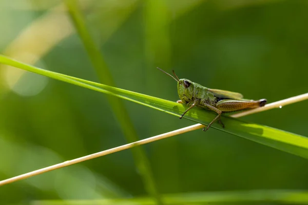 Insect standing between green geometries