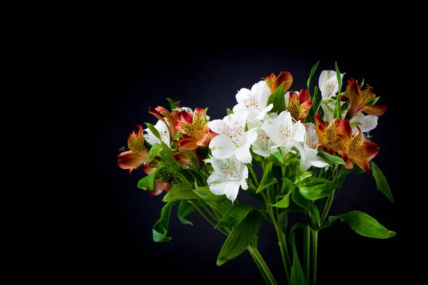 Güzel çiçekler Alstroemeria beyaz kırmızı kestane rengi