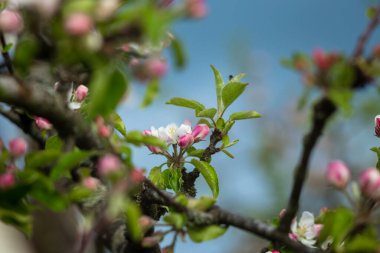 Çiçek açan elma ağacının dalında pembe çiçekler..