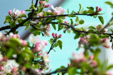 Çiçek açan elma ağacının dalında pembe çiçekler..
