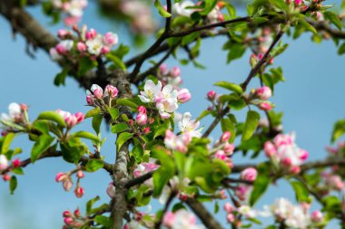Çiçek açan elma ağacının dalında pembe çiçekler..